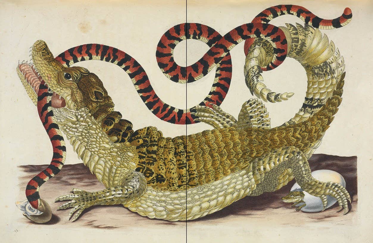 Affinities: A Journey Through Images From the Public Domain