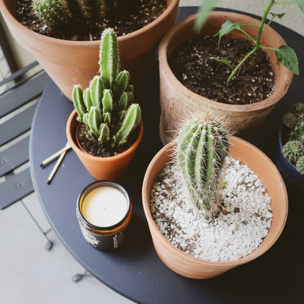 Cactus Flower and Jade Soy Candle - 8oz